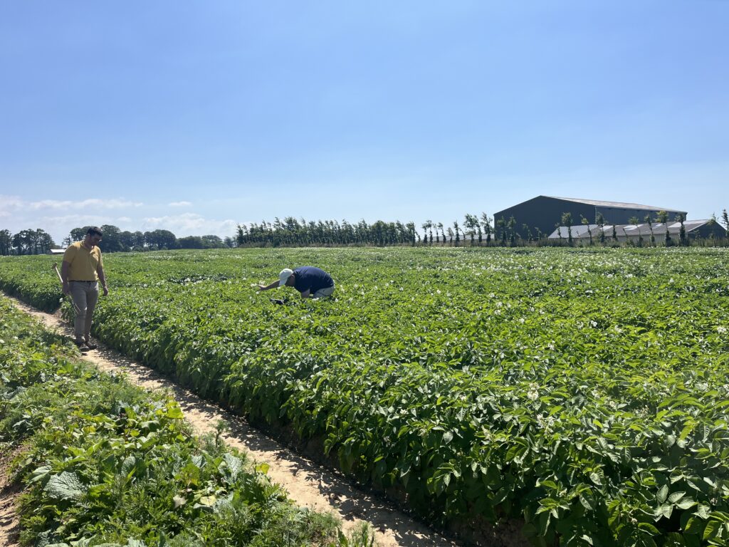 Champ de pommes de terre