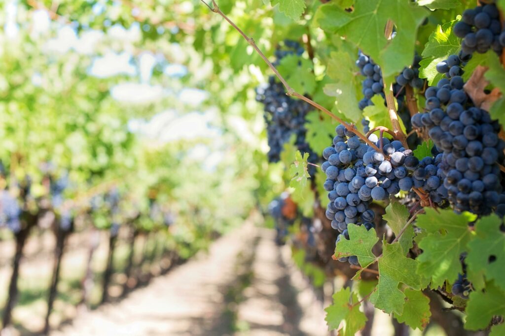 purple-grapes-vineyard-napa-valley-napa-vineyard-39351