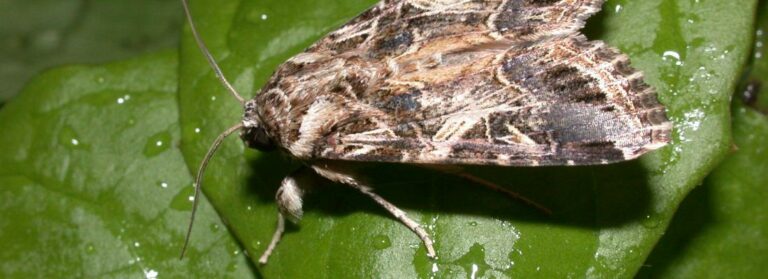 papillon