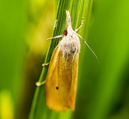 Pyrale du riz – Source Groupe Perret