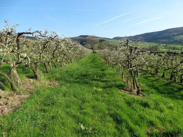 Vergers-bayol-0063