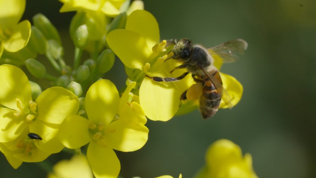 Colza et pollinisateurs – Milandes