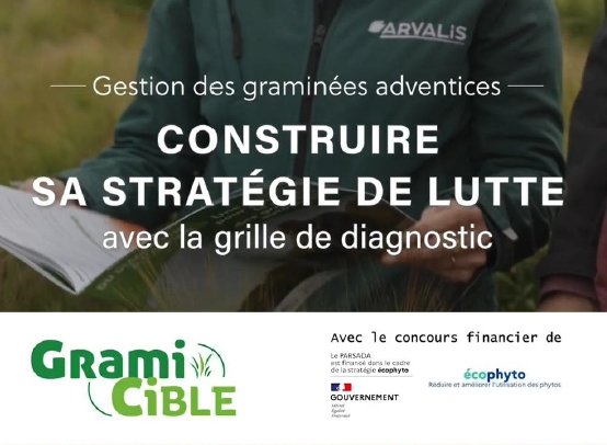 gramicible grille graminées