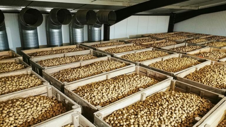 Stockage de pommes de terre