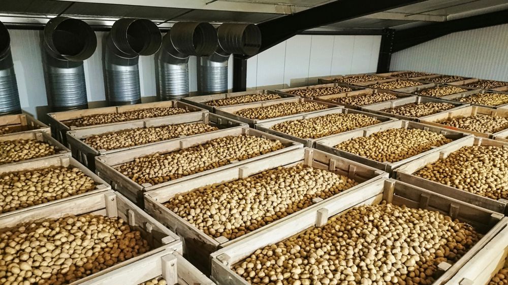 Stockage de pommes de terre